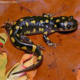 Salamanders of Tennessee