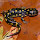Salamanders of Tennessee
