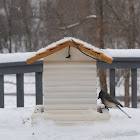 Tufted Titmouse