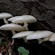 Porcelain fungus