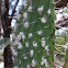Grana cochinilla