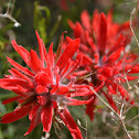 Red Indian Paintbrush