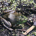 Northern Green Frog