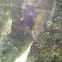 Boi de mar (gl), Buey de mar (es), edible crab or brown crab (uk)