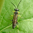 Common sawfly