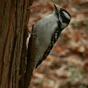 Downy Woodpecker