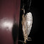 Summer Fishfly
