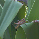 Grasshopper