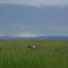 Secretario. Secretary bird