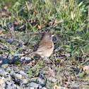 Dark-eyed Junco