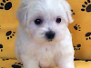 Preciosos Cachorritos Bichon Maltes