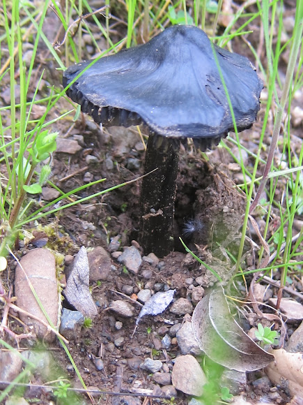 Spotting Image 1