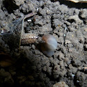 Striped Woodlouse
