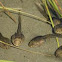 Tadpole