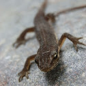 Viviparous lizard