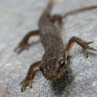Viviparous lizard