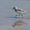 Semipalmated Sandpiper