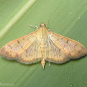 Crambid Moth