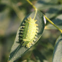 Nanina Oak-Slug Moth