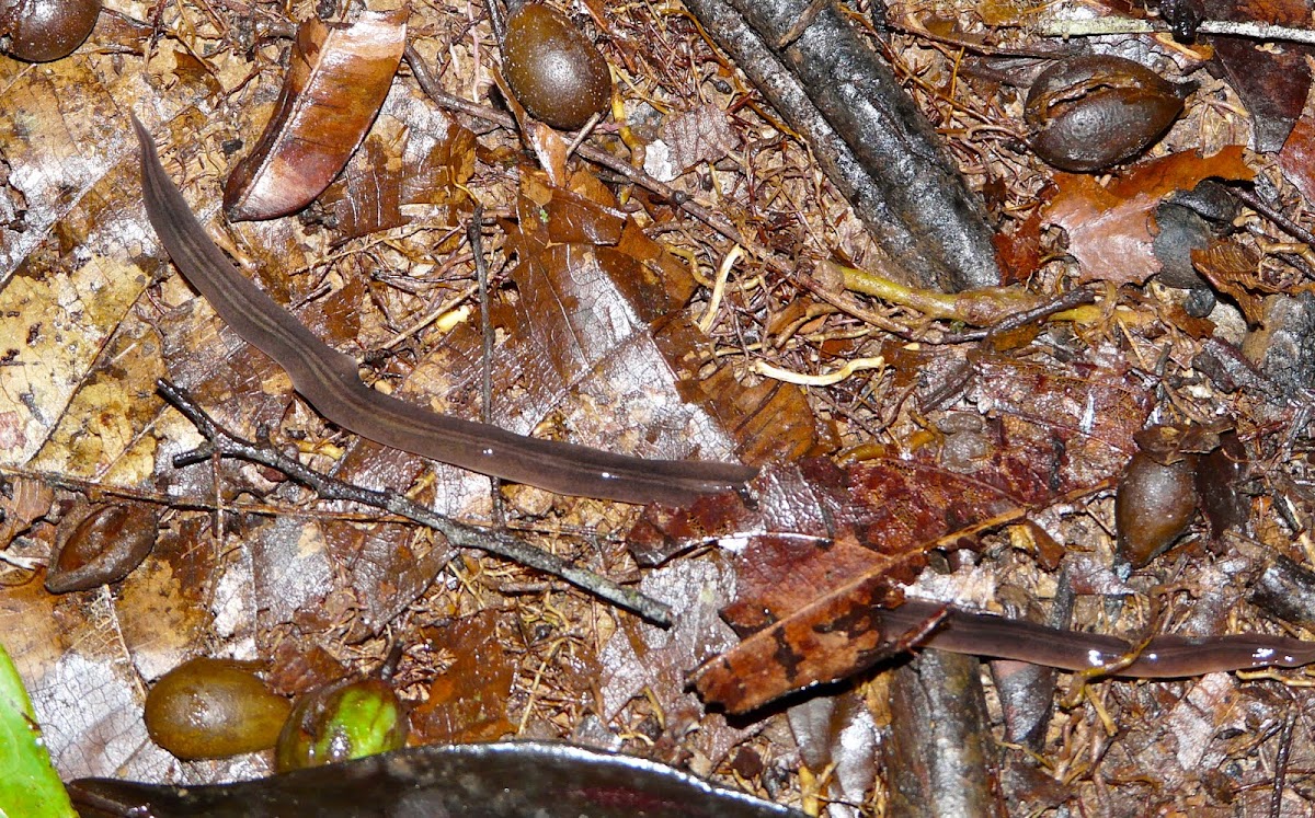 Giant Leech