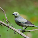 Palm Tanager