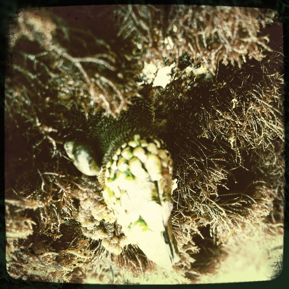 Leaf Barnacle