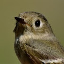 Ruby-crowned Kinglet