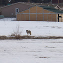 Coyote