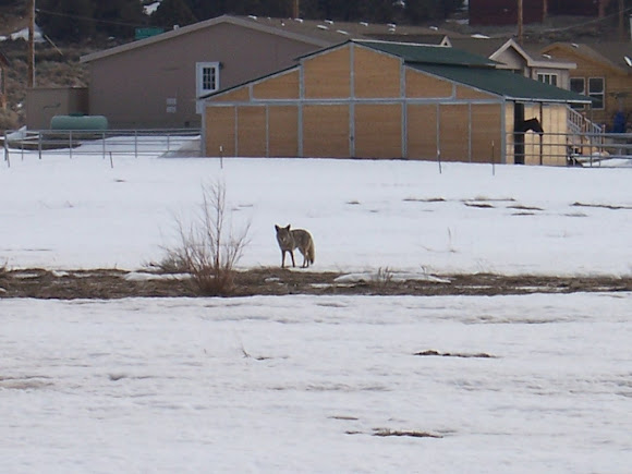 Spotting Image 1