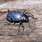 Blue fungus beetle