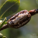 Mantis Ootheca