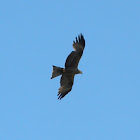 Black Kite