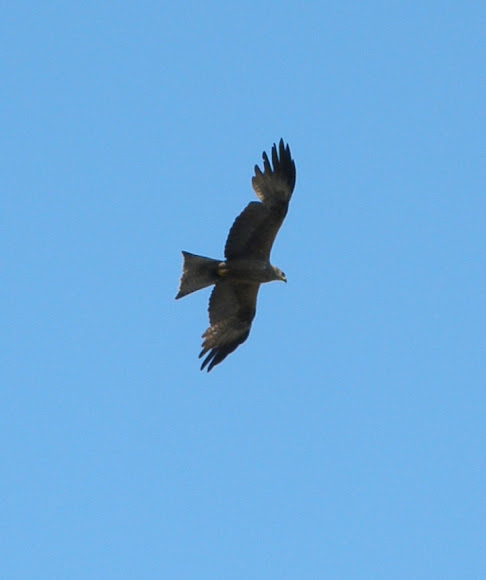 Spotting Image 1