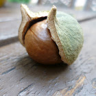 macadamia nut