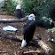 American Bald Eagle