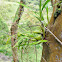 Orquideas