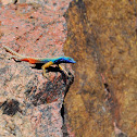 Augrabies Flat Lizard