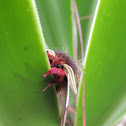 Moth