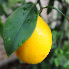 lemon