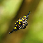 Yellow Horned Spider