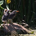 Least Bittern (hatchlings)