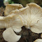 Hongo ostra