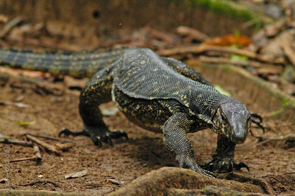 Palawan Water Monitor Lizard | Project Noah