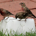 House finches using salt block