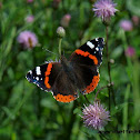 Red Admiral