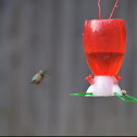 Ruby throated hummingbird