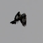 Pied Kingfisher