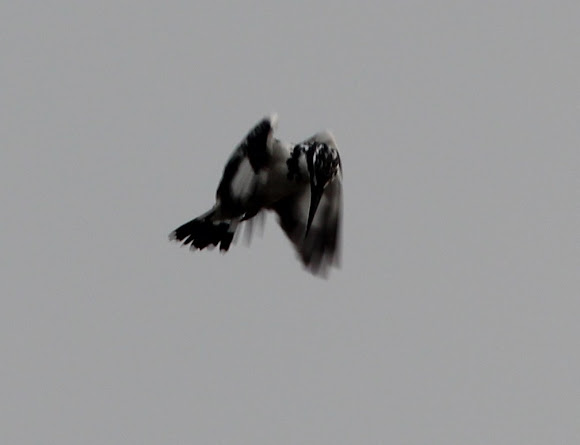 Spotting Image 1
