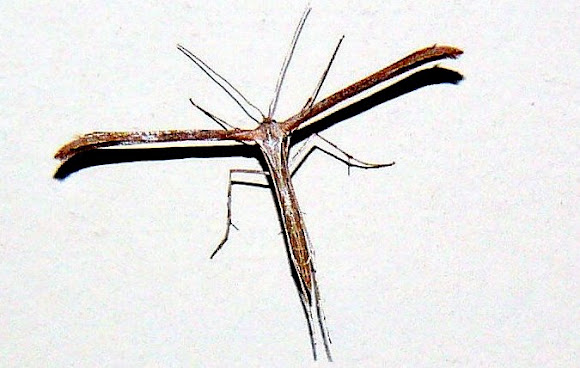 Spotting Image 1