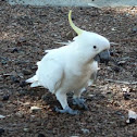 Sulfur crested cockatoo